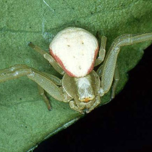 myth-all-spiders-make-webs-burke-museum